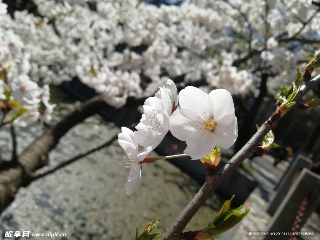 樱花