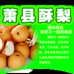 酥梨