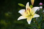 优雅的百合花