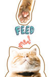 猫咪