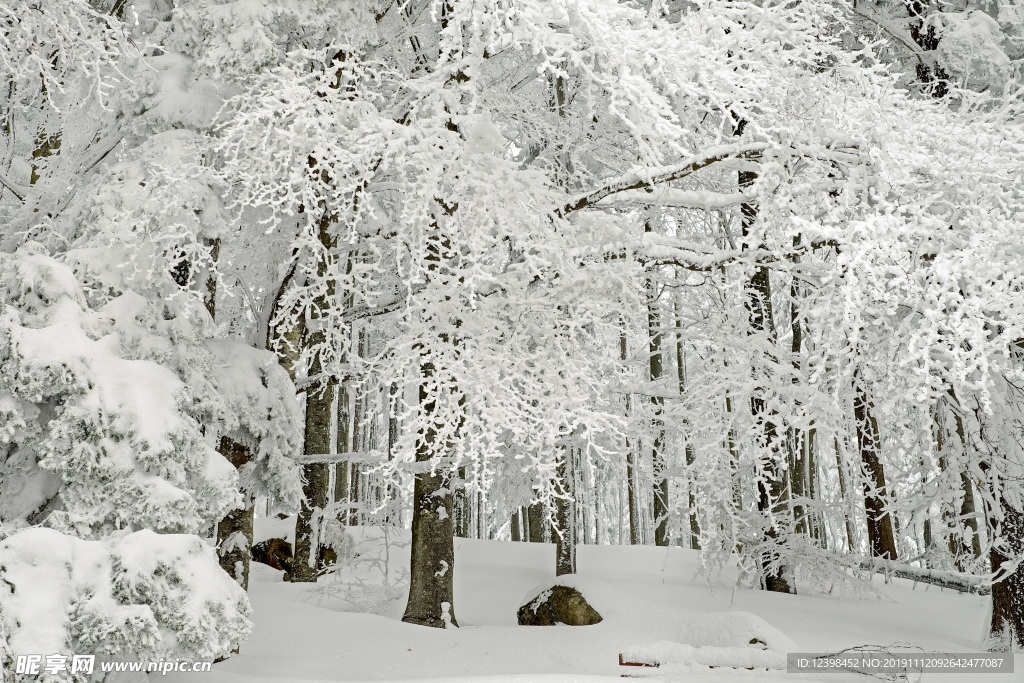 雪中的山林