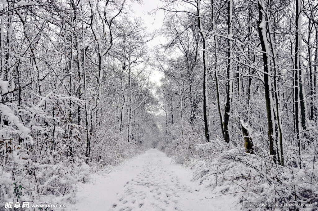 雪中的山林