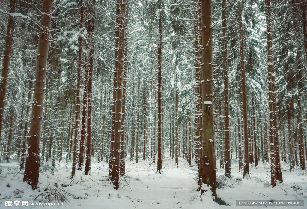 雪中的山林