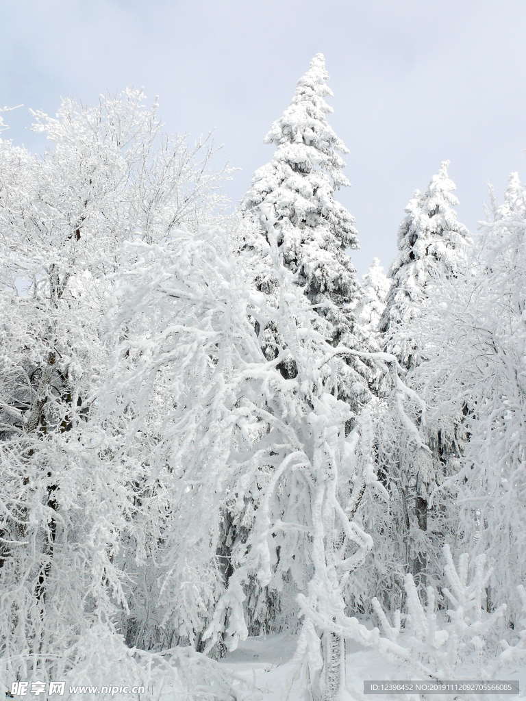 雪中的山林