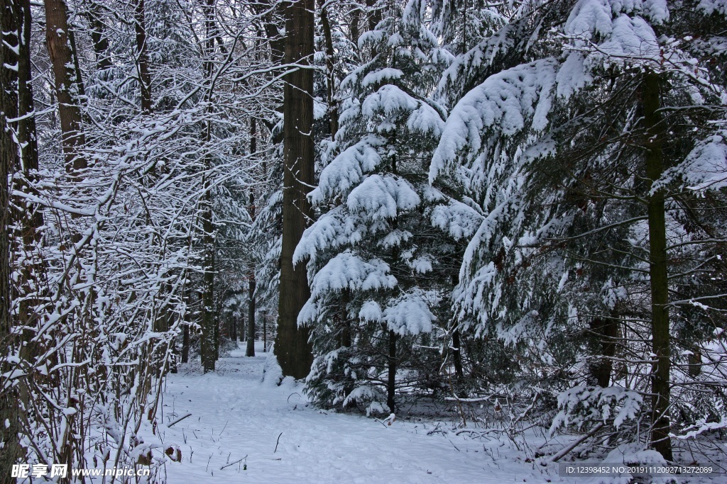 雪中的山林