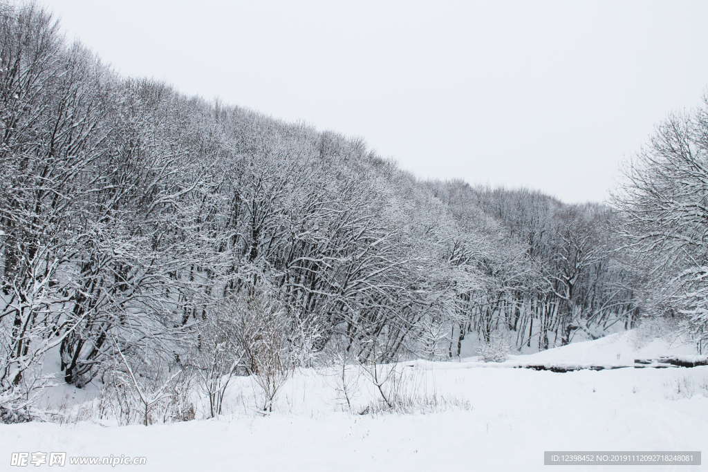 雪中的山林