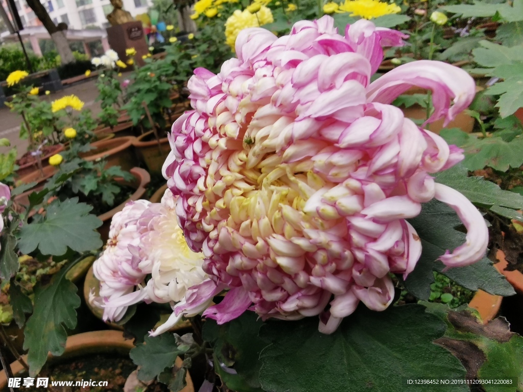 美丽的菊花