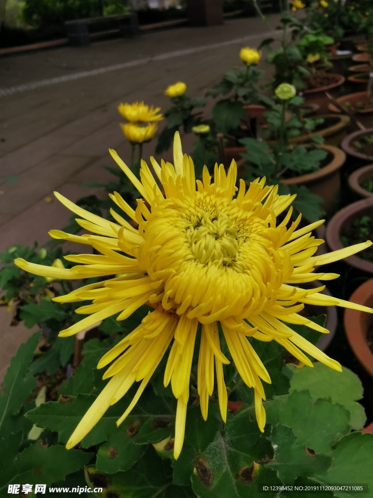 美丽的菊花