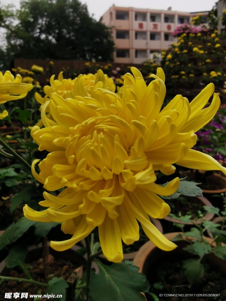美丽的菊花
