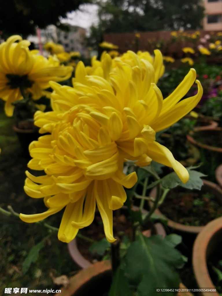 美丽的菊花
