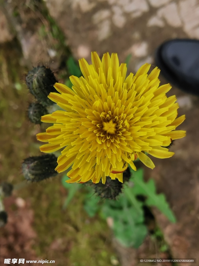 美丽的菊花