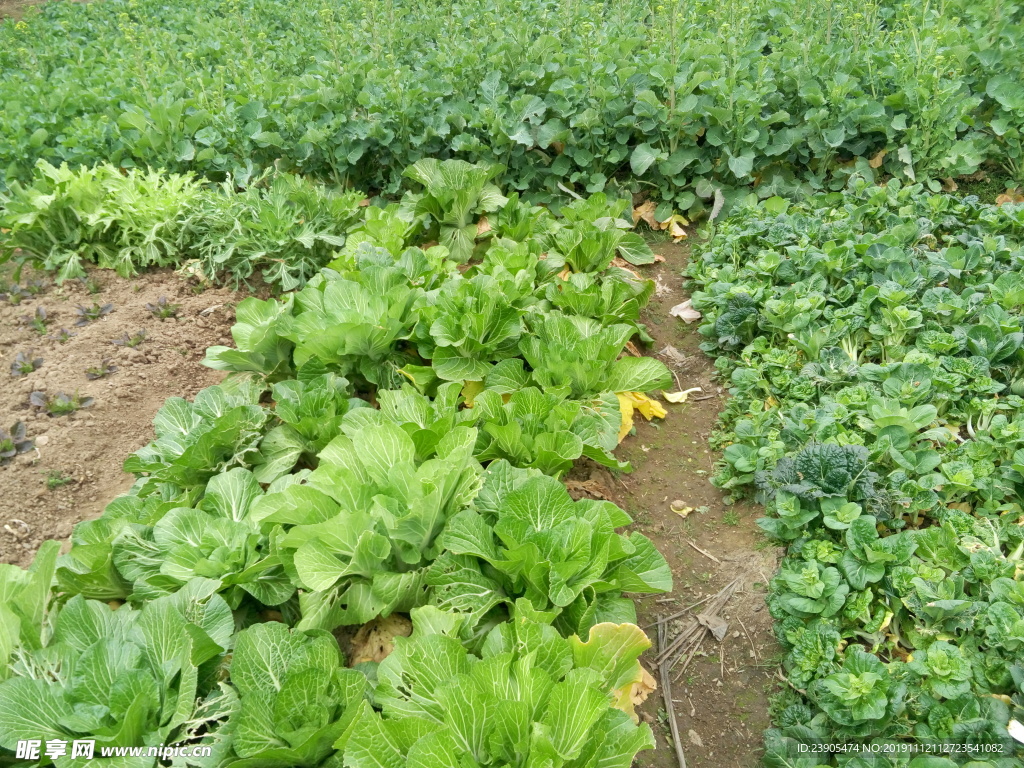 菜地