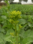 油菜