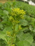 油菜