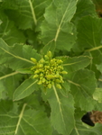 蔬菜