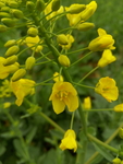 油菜花