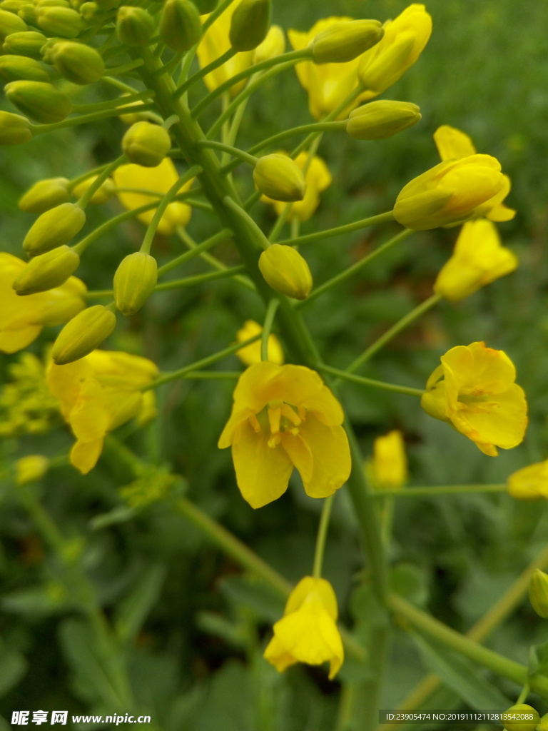 油菜花