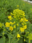 油菜花