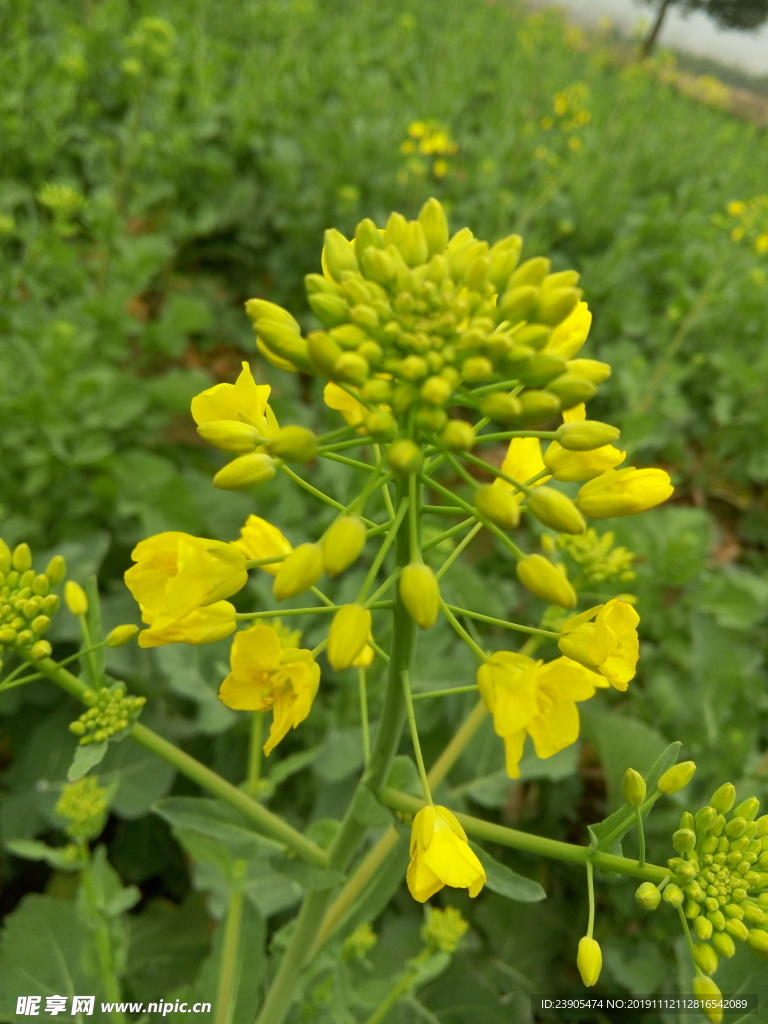 油菜花