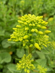 油菜花