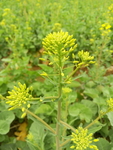 油菜花