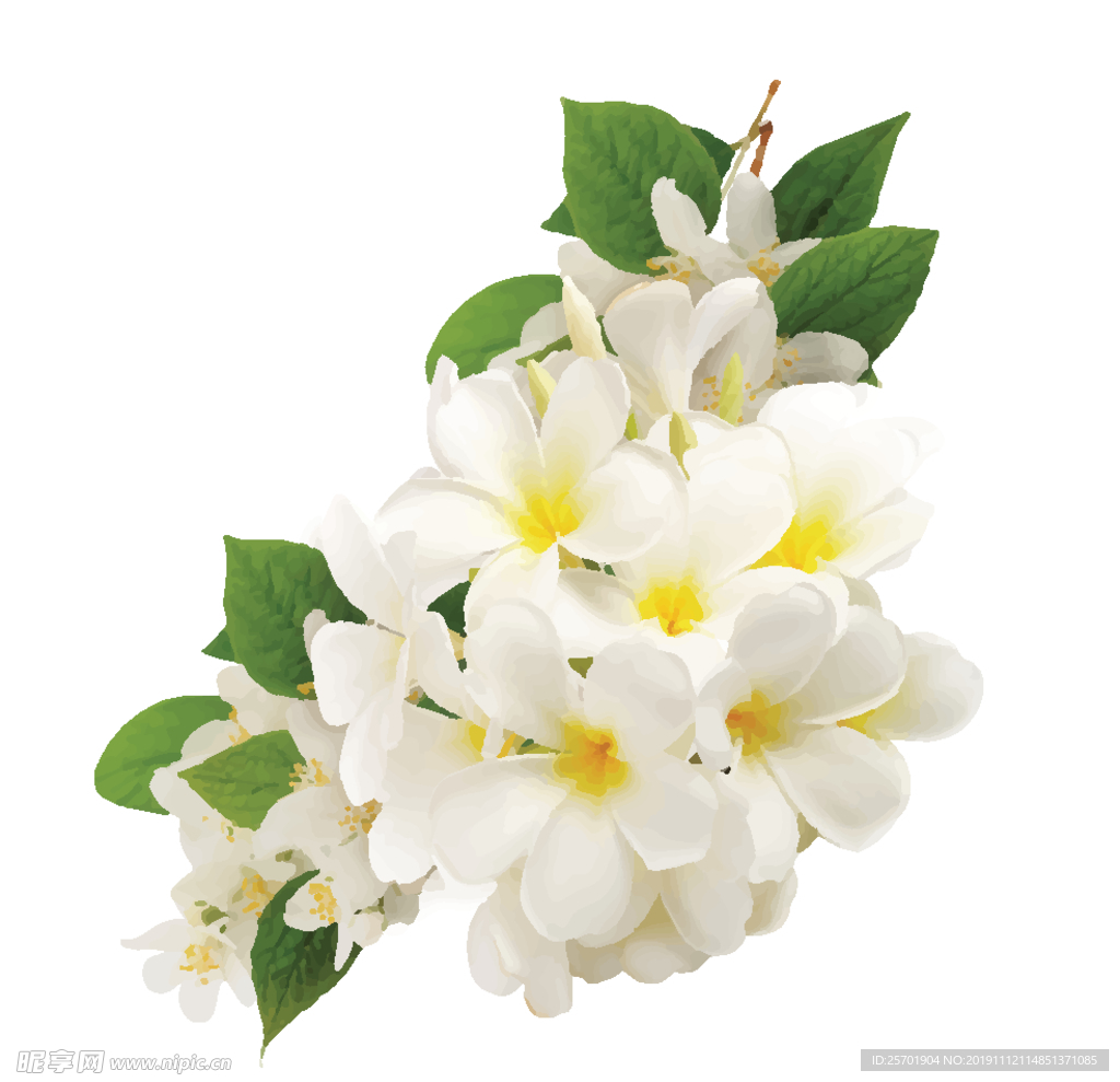 鸡蛋花
