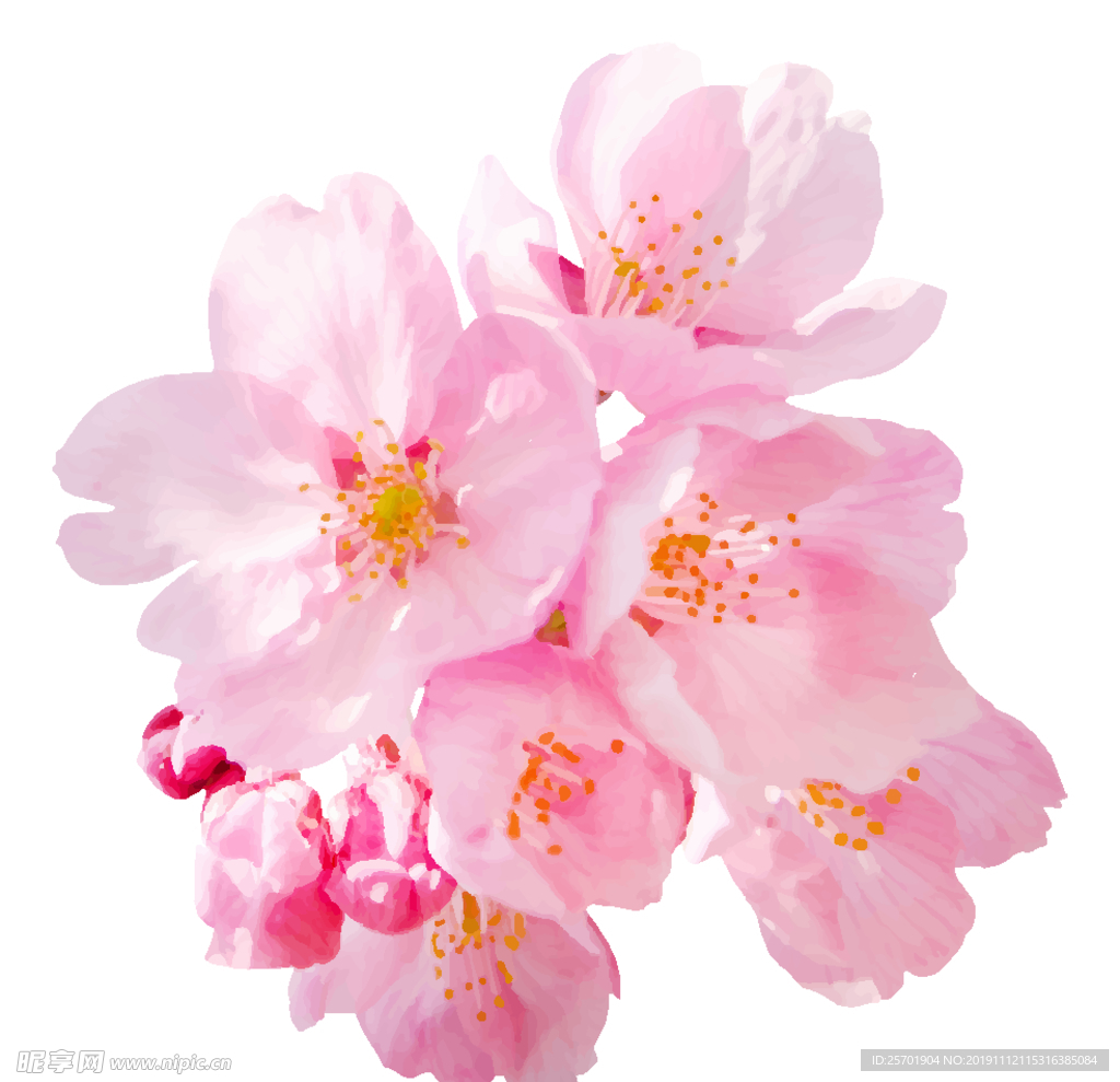 樱花