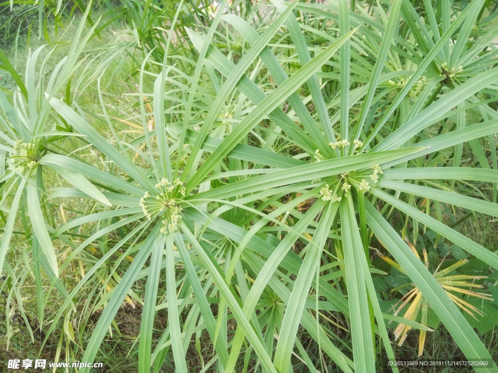 风车草 绿色 壁纸 装饰植物