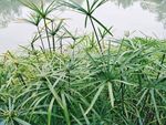 风车草 绿色植物 清新 壁纸