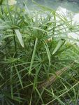 桤木河 湿地公园 风车草 绿色