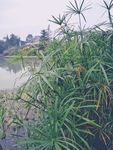 桤木河 湿地公园 风车草 绿色