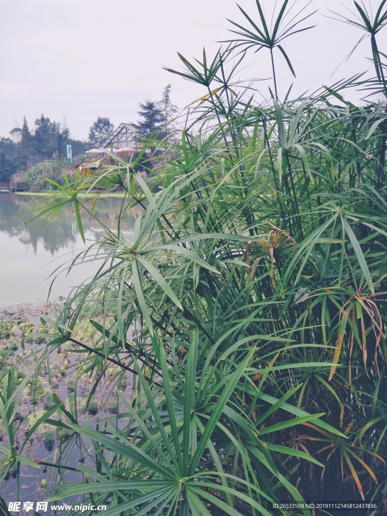 桤木河 湿地公园 风车草 绿色