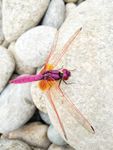 蜻蜓 昆虫 节肢动物门 昆虫纲