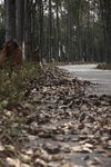 汉石桥湿地 秋风落叶