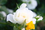 白色玫瑰 月季花