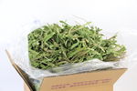 宠物龙猫菊苣干草