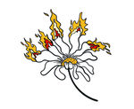 花