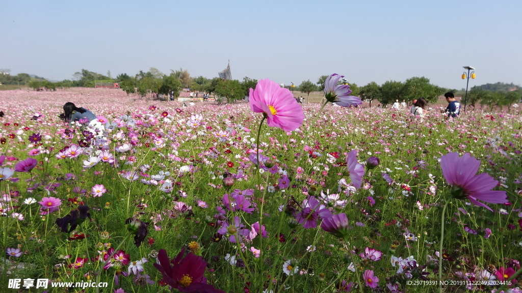 格桑花