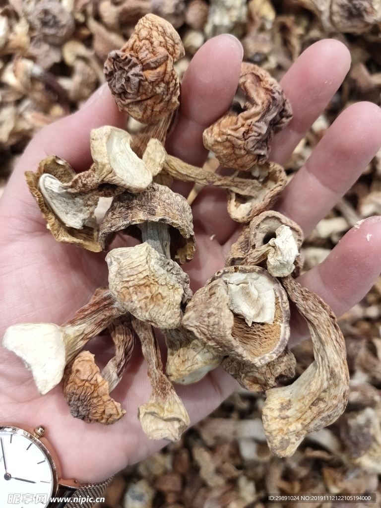 香菇
