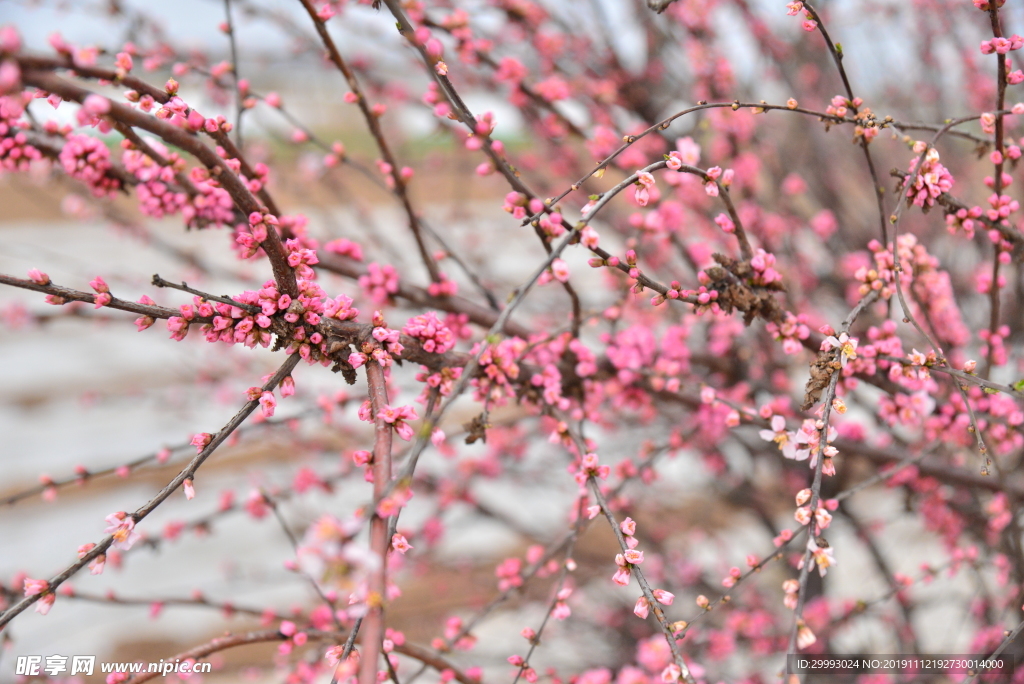 梅花