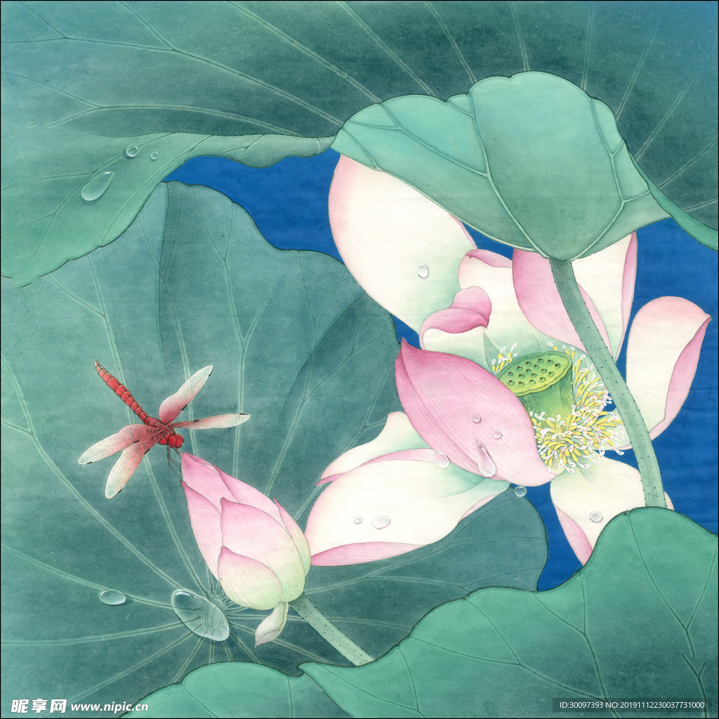 荷花