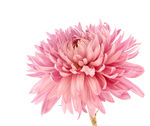 菊