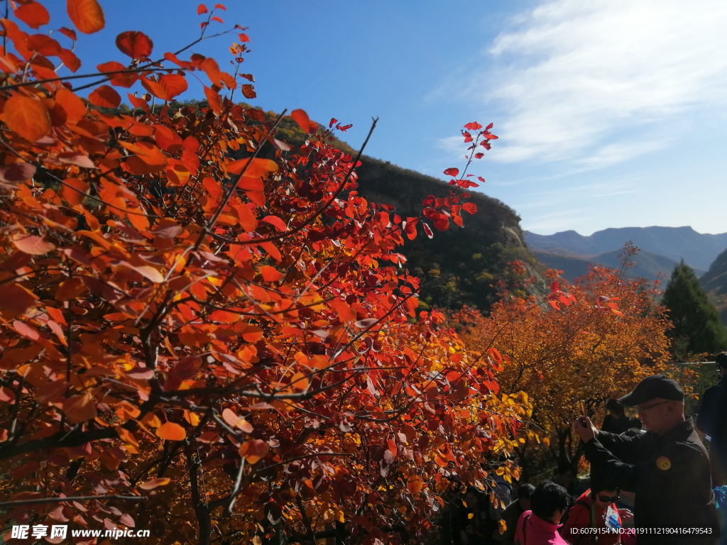 北京坡峰岭的红叶