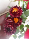 麦秆菊