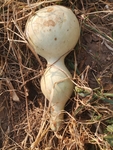 葫芦