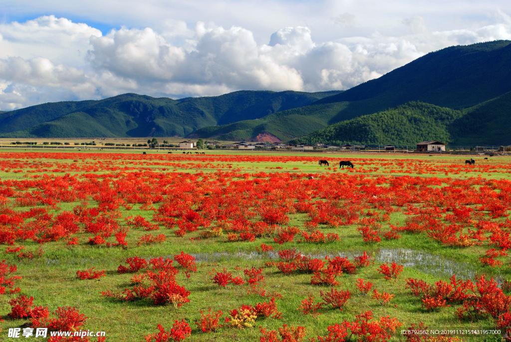 云南 风景  狼毒花 摄影