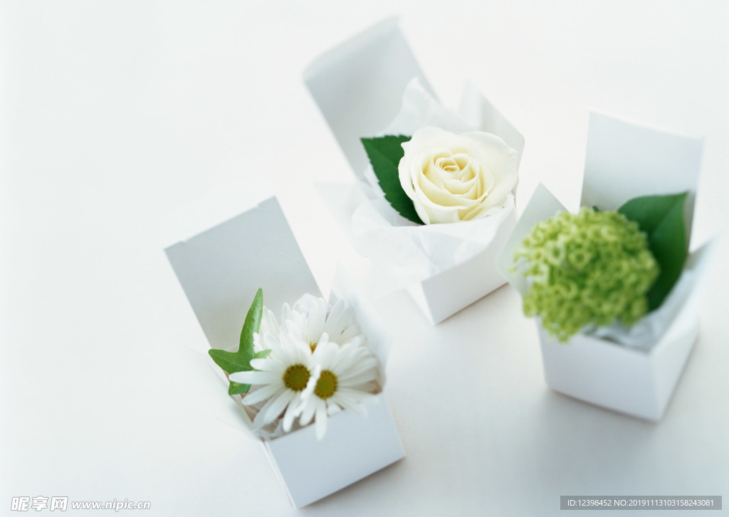 菊花和玫瑰