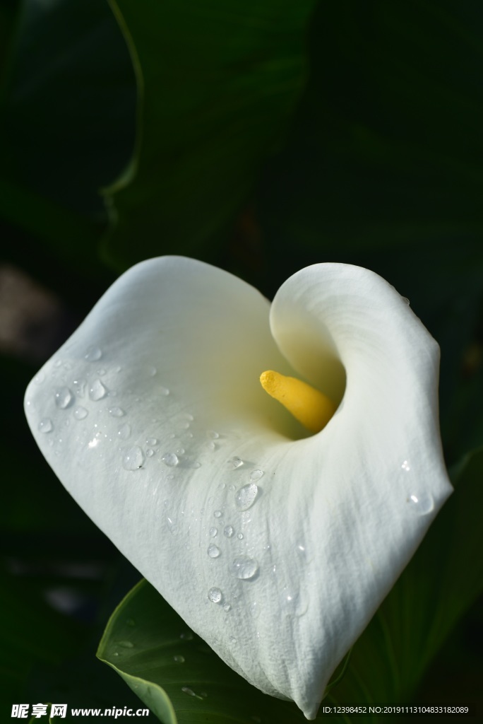 马蹄莲鲜花