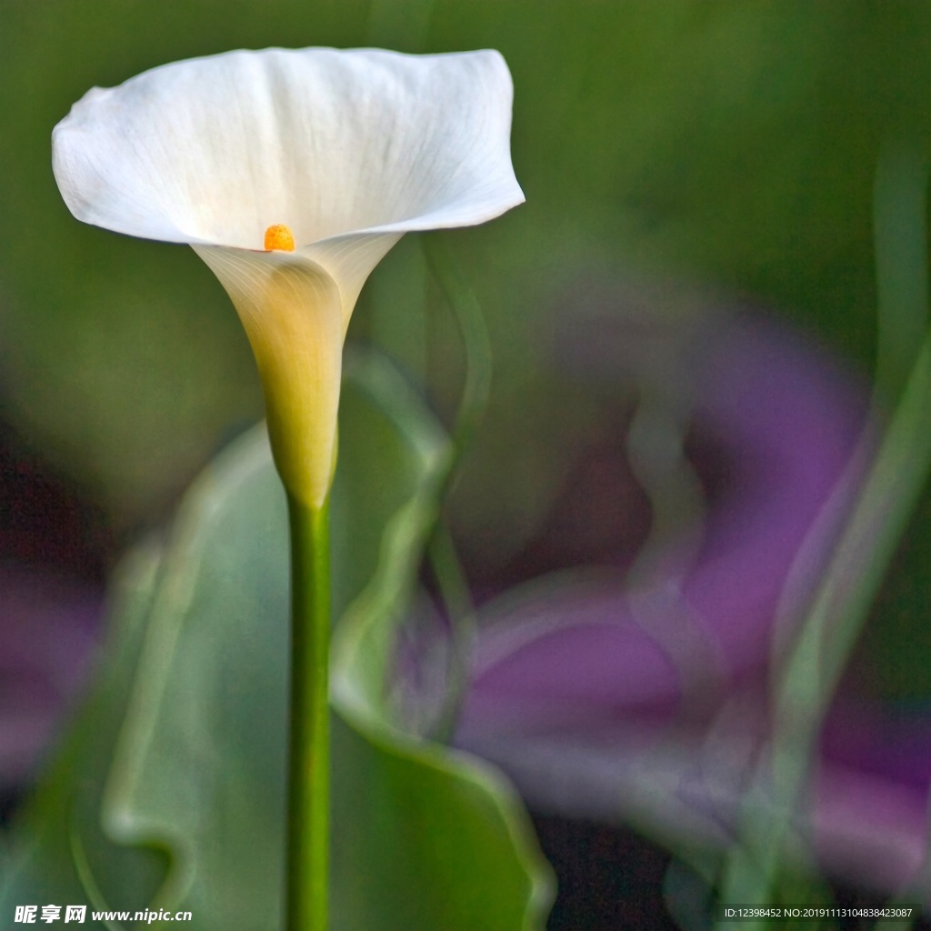 马蹄莲鲜花