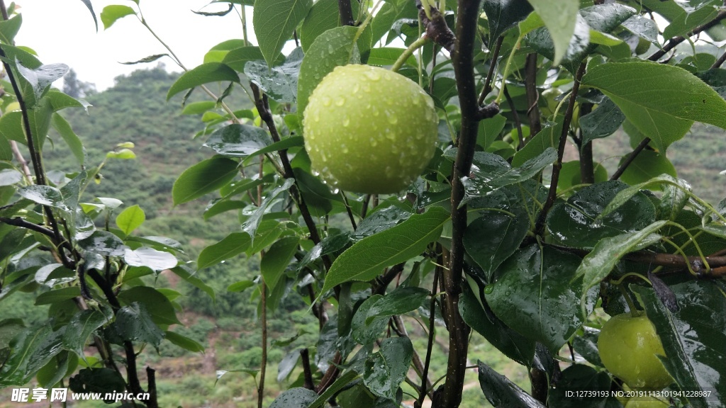 雨后早熟梨